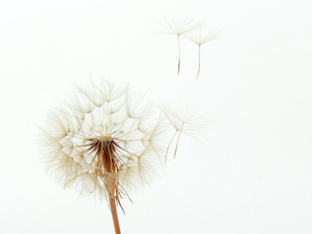 Pusteblume mit Samen nach oben